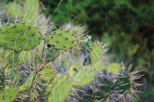 Espinas de Cactus