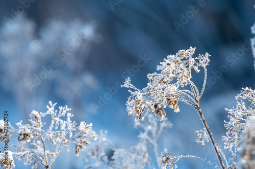 Frosted plant with a blurred blue background