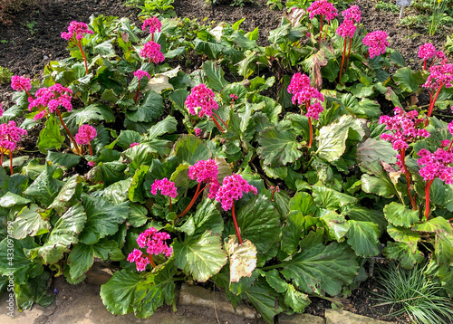 Spring Flowering Bergenia 'Eroica' Elephant's Ears in UK