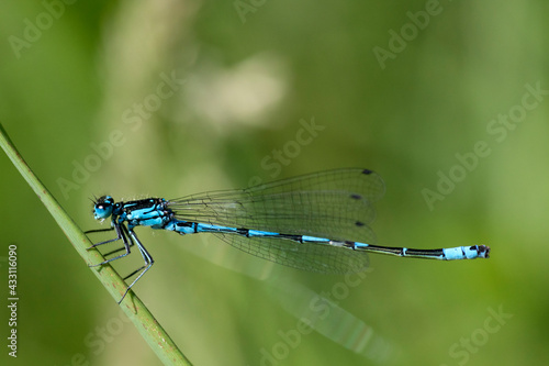 Blue Tailed Damselfly (Ischnura Elegans) clinging to plant stalk