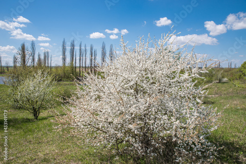 Spring thorn bush in full bloom in the meadow.