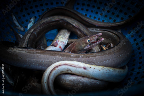 Close-up shot of conger eels surrounding each other.