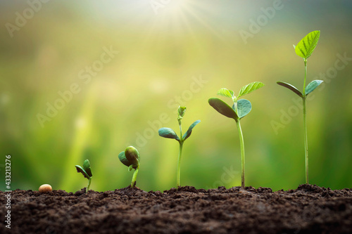 soybean growth in farm with green leaf background. agriculture plant seeding growing step concept