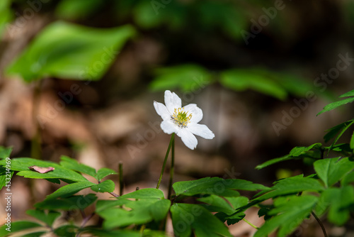 biały drobny kwiatek w ciemnym lesie