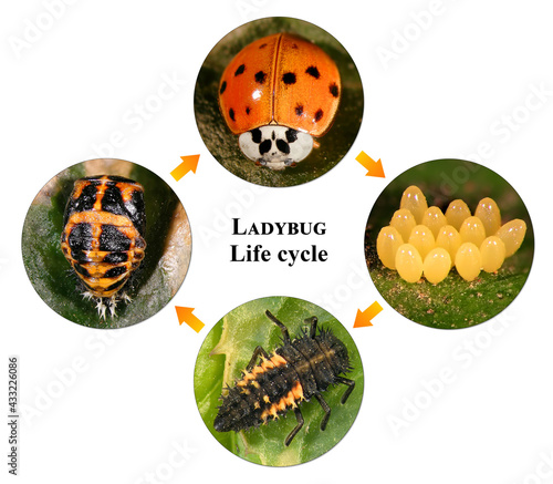 Ladybug (ladybird), Harmonia axyridis (Coleoptera: Coccinellidae). Development stages - eggs, larva, pupa, adult. Isolated on a white background 