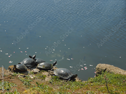 Turtles sunbathe by a pond. Sea turtles basking in the sun on a summer day. Animals in groups.