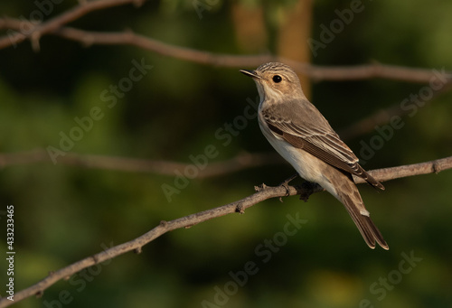 Spotted Flycatcher perched on a twig, Bahrain