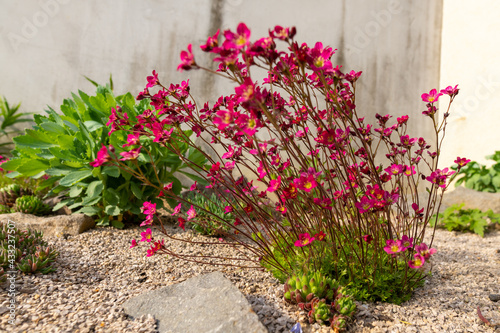 Saxifraga arendsii. Blooming saxifraga in rock garden. Rockery with small pretty pink flowers, nature background.