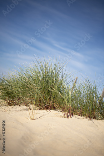 Herbes sur la dune