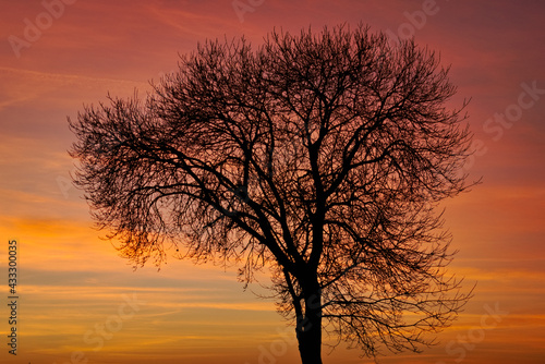 Cudowne drzewo z wspaniałymi kolorami zachodzącego słońca.
