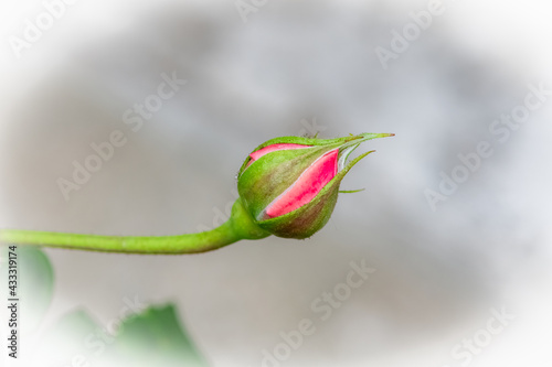 Single pink rosebud in the garden, isolated flower 