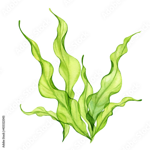 Watercolor green seaweed. Transparent fresh sea plant isolated on white. Realistic botanical illustrations collection. Hand painted underwater grass