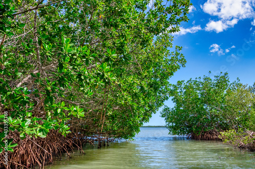 Red mangrove forest on the South coast of Cuba. 