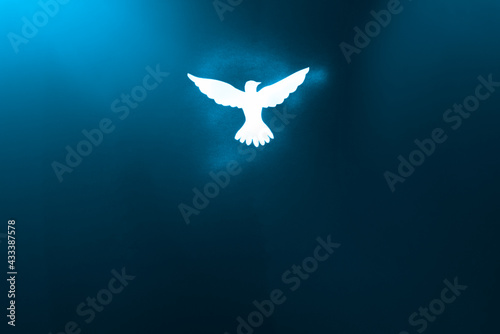 White dove silhouette in blue light.