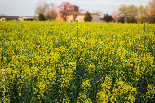 Yellow rapeseed flower in bloom agricultural field landscape