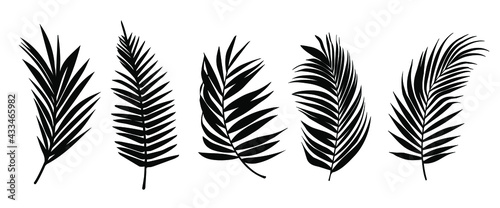 Beautiful palm tree leaf set silhouette background vector illustration 