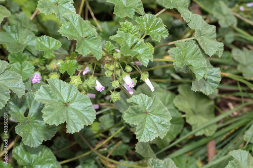 Blüten und Blätter der Wegmalve, Feldmalve, Malva neglecta