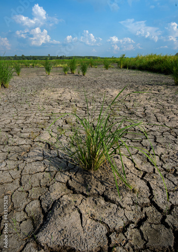 Cracked soil a destruction of rice crop due to drought and lack of rain due to deforestation and global warming.