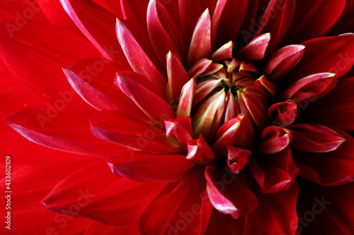 Red Flower (dahlia). Macro. horizontal frame