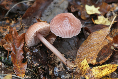 Mycena pura, known as the lilac bonnet, wild poisonous mushroom from Finland