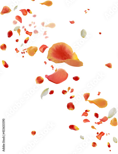 Beautiful tender petals flying on white background