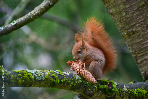 Ein Eichhörnchen, Sciurus vulgaris, sitzt auf einem Kirschbaum, um einen Tannenzapfen abzunagen