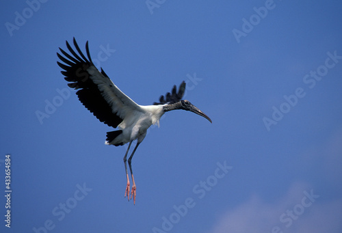 Wood Stork, Mycteria americans, Endangered species