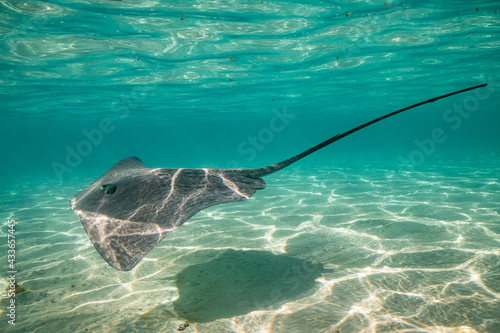 sting ray in the shallow water of Moorea lagoon in French Polynesia