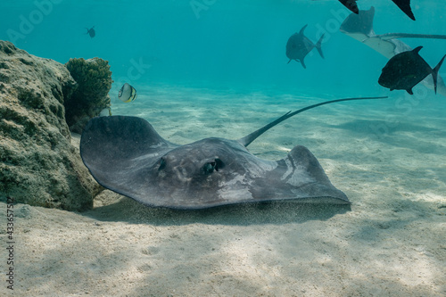 sting ray in the shallow water of Moorea lagoon in French Polynesia