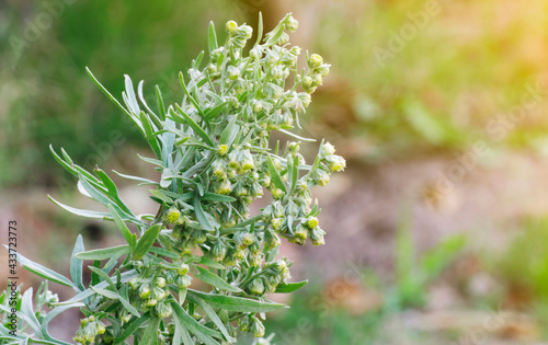 Wormwood (Artemisia Absinthium) plant starting to flowering with green blurred background and sunlight coming from the right