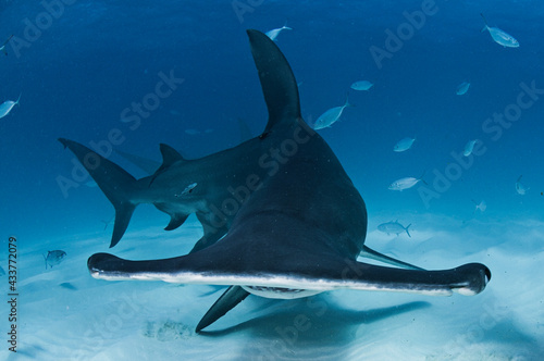 Portrait Face of Hammerhead Shark in Bimini, Bahamas