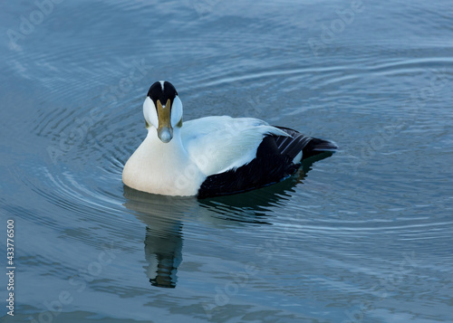 Male Eider Duck swimming in blue water with ripples and reflection.