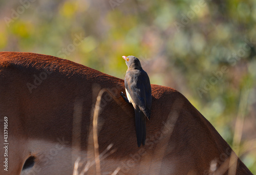 Red-billed oxpeckers (Buphagus erythrorhynchus) on the back of a impala, Kruger National Park, South Africa.