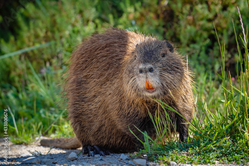 The swamp rat AKA Koypu or Nutria