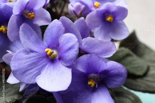 Beautiful violet flowers on light grey background, closeup. Plant for house decor