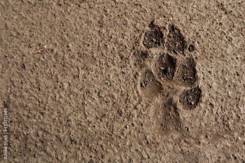 Dog footprint on the asphalt. Footprint dog on the earth. animal track, Tracks. Dog foot prints on sidewalk. Local dogs foot prints on earth Surface. Dogs walk on ground - foot. Footprints