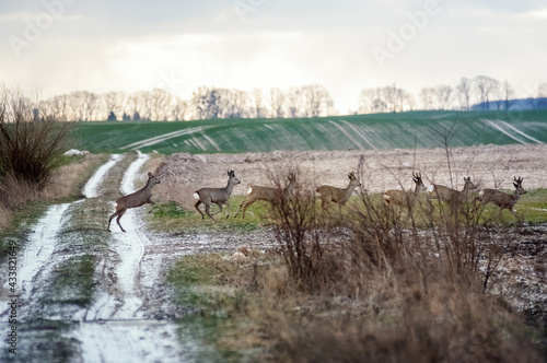 Stado gromada sarny biegnące przez polane w zimowej scenerii 
