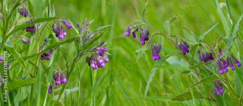 common comfrey (symphytum officinale) blooming