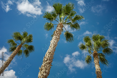 Three Sabal palm trees on a blue sky background