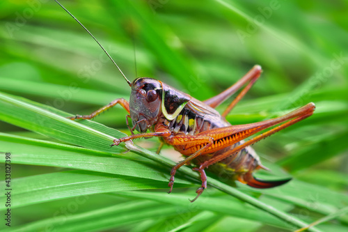 Macro close-up of a female grasshopper with ovipositor that sits on green leaves