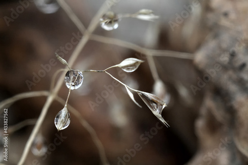 drops of dew on a plant