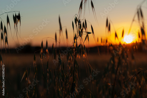 puesta de sol anaranjada con espigas de trigo meciéndose con el viento en el campo 