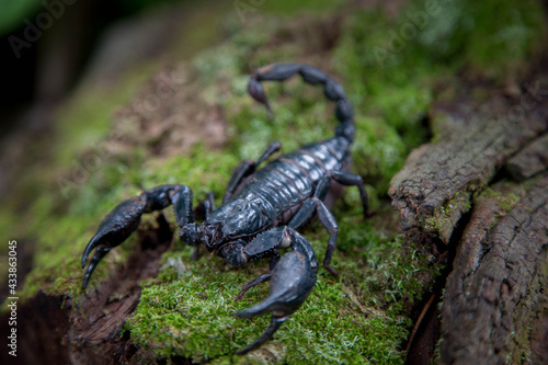 Emperor scorpion is a species of scorpion native to rainforests and savannas in West Africa. It is one of the largest scorpions in the world and lives for 2-3 years.