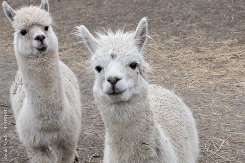 Geschwister - Zwei junge, niedliche ,weiße Lamafohlen - In Südamerika werden ewa 3 Millionen Lamas als Haustiere gehalten- Genutzt werden das Fell, das Fleisch und die Transportleistung der Lamas.