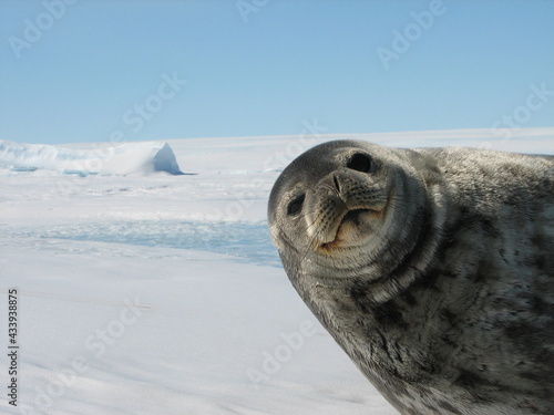 海氷上で寝るウェッデルアザラシの顔 