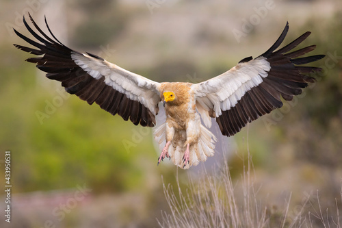 An Egyptian vulture (Neophron percnopterus) flying in the Spanisch Pyrenees mountains.