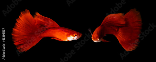 Albino full red guppy male on black background