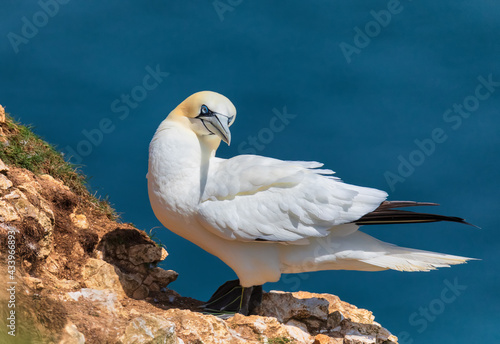 Adult gannet relax under summer sun. Northern Gannets colony in Bempton Cliffs, North Sea, UK