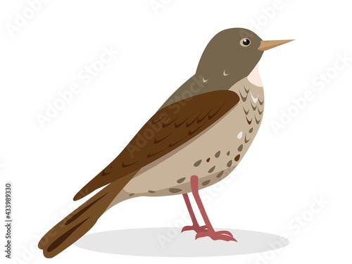 Thrush bird. Songbird icon for nature desogn.