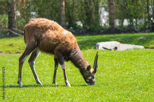 The sitatunga or marshbuck (Tragelaphus spekii) is a swamp-dwelling antelope. They occur in tall and dense vegetation as well as seasonal swamps, marshy clearings in forests and riparian thickets.